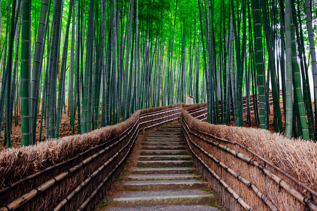 Bosco di bambù, Kyoto