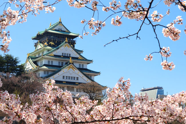Fioritura di ciliegio in Giappone
