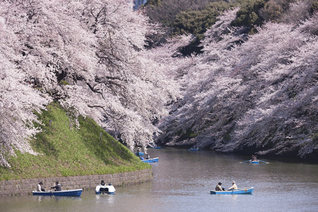 Fioritura di ciliegio in Giappone