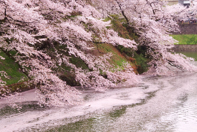 primavera in Giappone